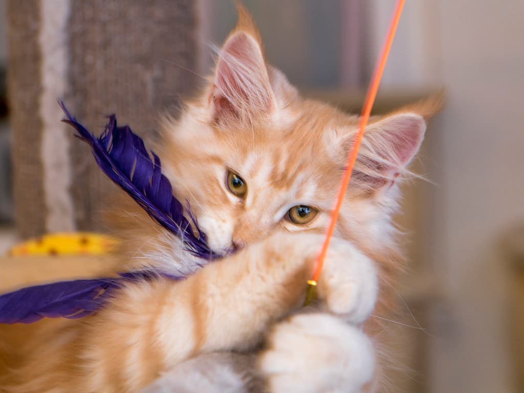 İnteraktif Kedi Tüy Çubuğu