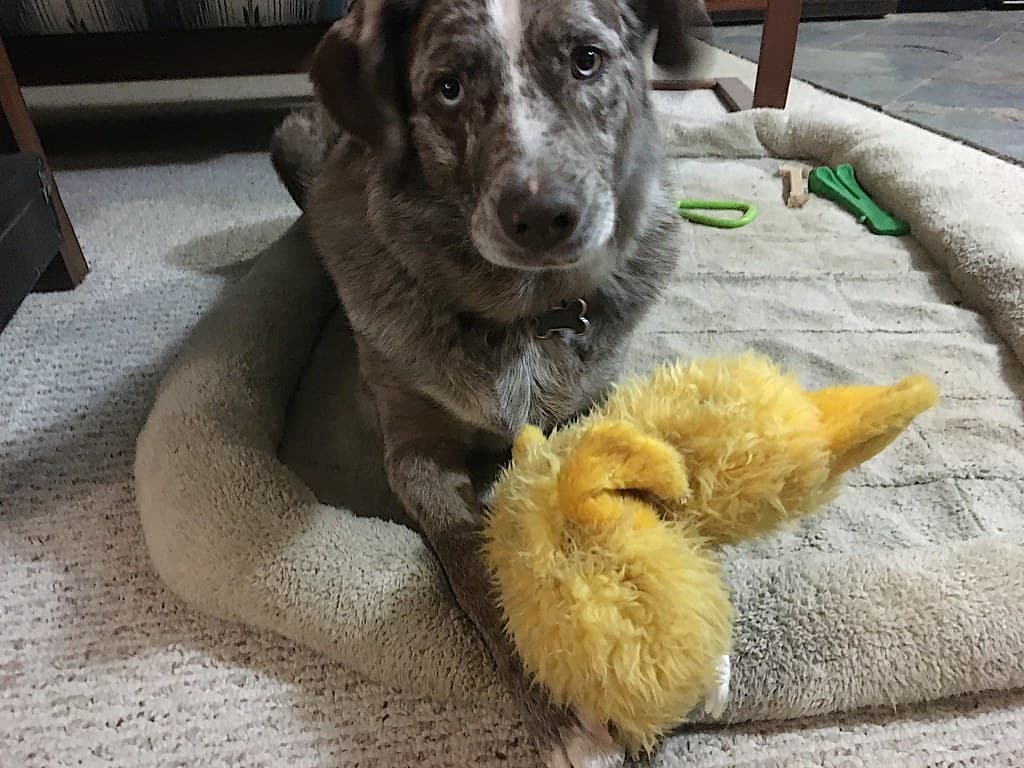 Zil Sesli Peluş Köpek Oyuncağı
