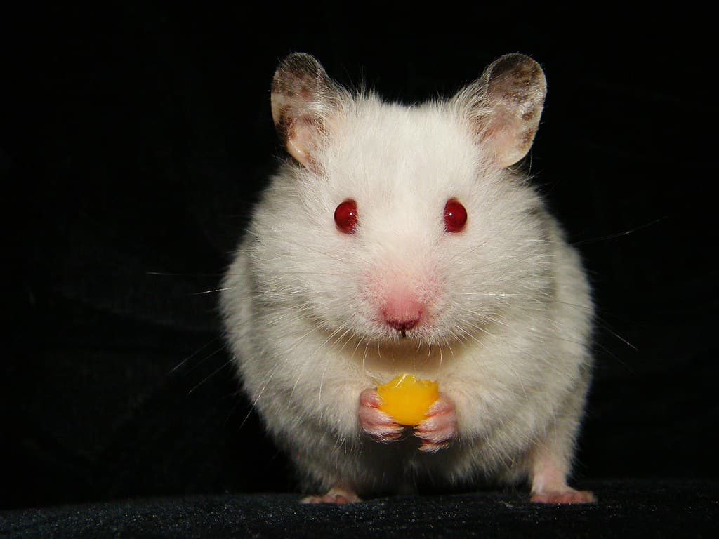 Hamster Ahşap Aktivite Evi
