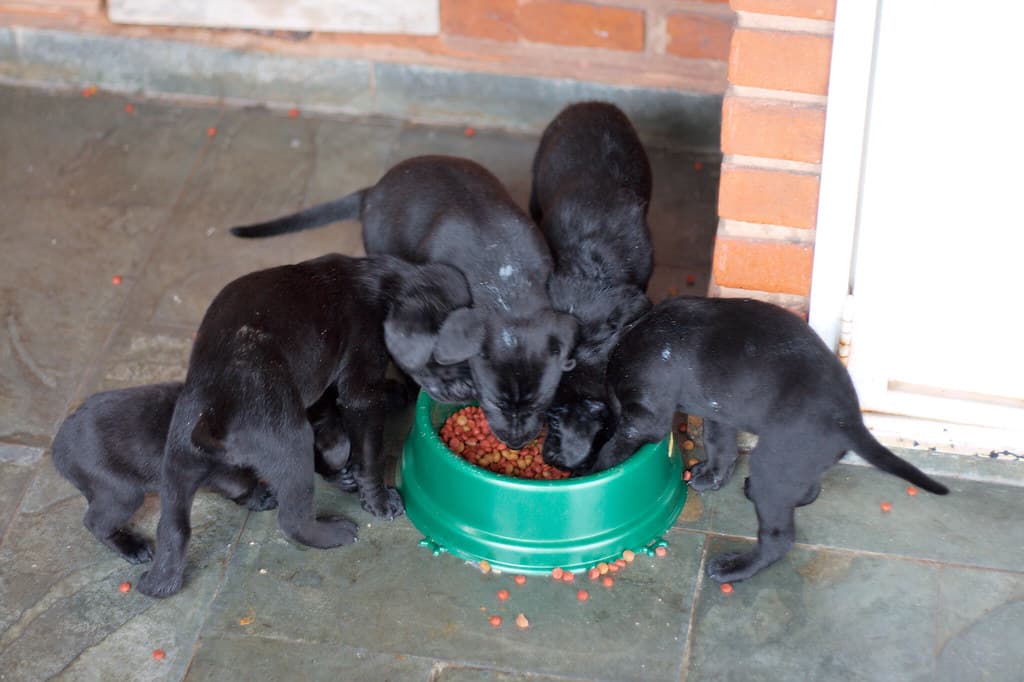 Tahılsız Yavru Köpek Maması 10 kg