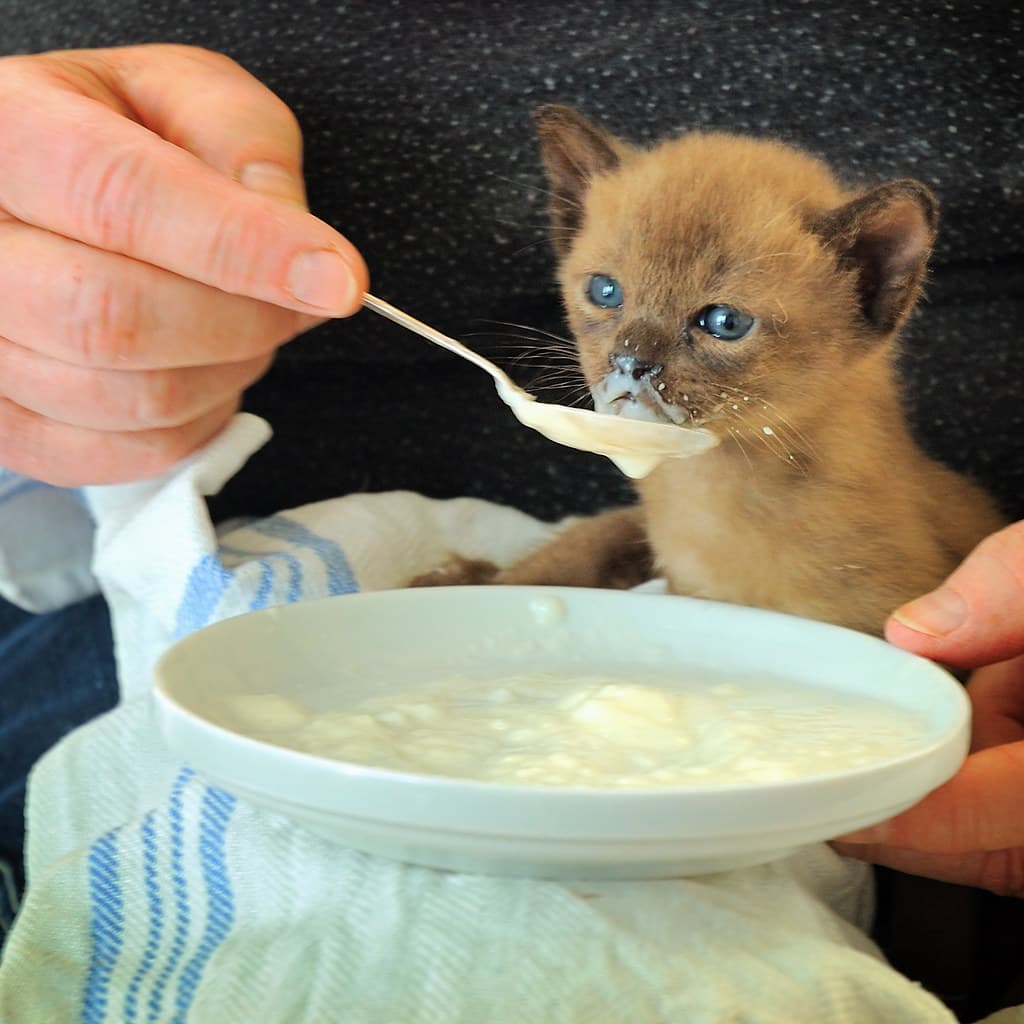 Somonlu Tüy ve Deri Sağlığı Kedi Maması